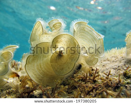 Padina pavonica brown algae