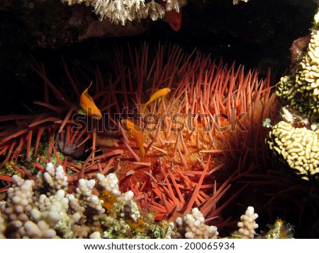 A crown of thorns starfish (Acanthaster plancii) hidden between rocks at the Blue Hole