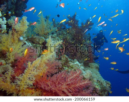 Purple and yellow soft corals with anthias orange fish
