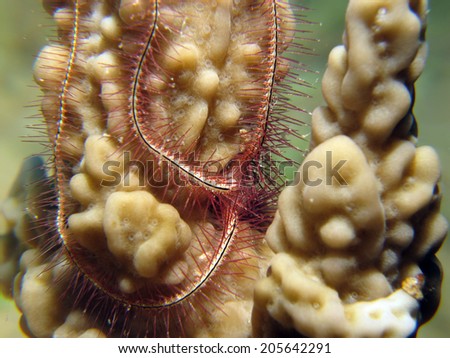 Savigny\'s long-spined brittle star (ophiura, echinoderm) around hard coral