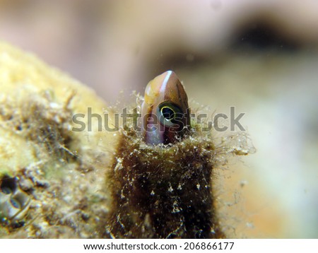 Curious piano fangblenny peeping out from an empty worm hole