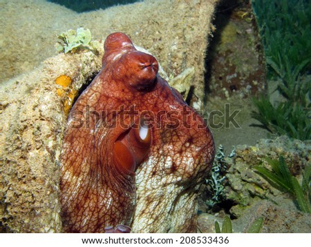 Cute octopus in amphora