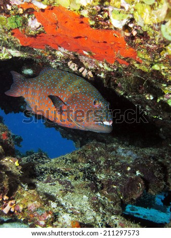 Epinephelus coral grouper under table coral