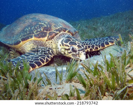 Curious male hawksbill sea turtle (Eretmochelys imbricata) looking for food inside a car tire