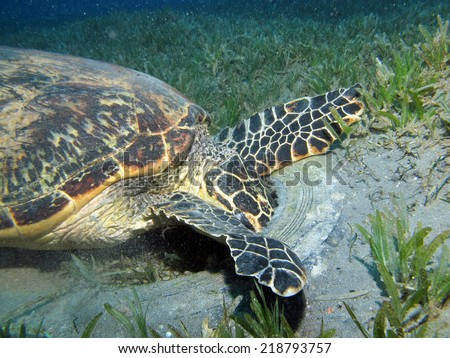 A hawksbill turtle (Eretmochelys imbricata) eating something from inside a car tire