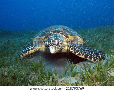 Majestic hawksbill turtle curious about something inside a car tire
