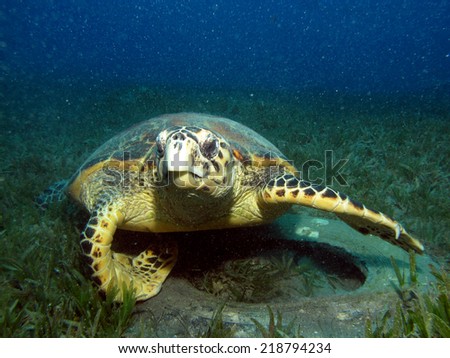 Hungry hawksbill turtle (Eretmochelys imbricata) found something to eat inside a car tire