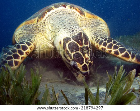 Beautiful male hawksbill turtle looking for some food inside a car tire