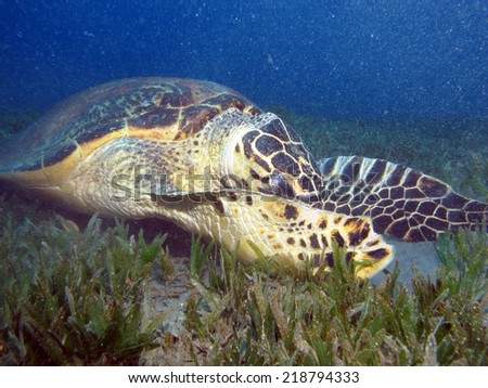 Stubborn hawksbill turtle looking for some food inside a car tire