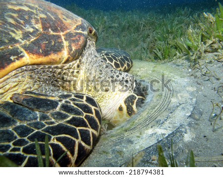 Hawksbill turtle looking for some food inside a car tire in the middle of a seagrass meadow