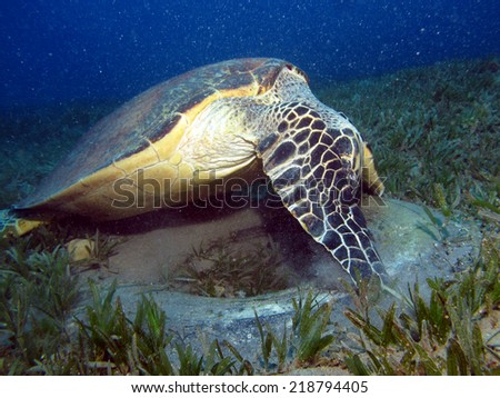 Curious male hawksbill turtle found something to eat inside a car tire