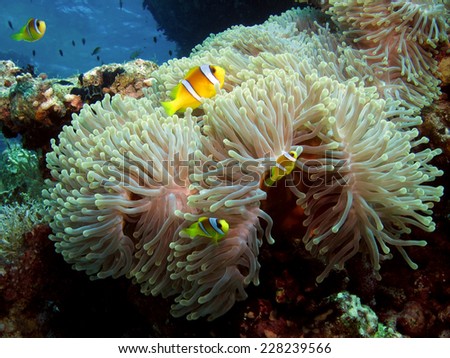 An anemonefish city