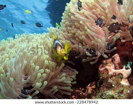 Anemonefish and three-spotted dascyllus in their anemone house