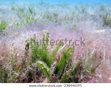 Seagrass field overgrown by a bloom of red algae (seaweed)