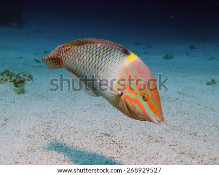 Chequerboard wrasse friendly and curious over sand