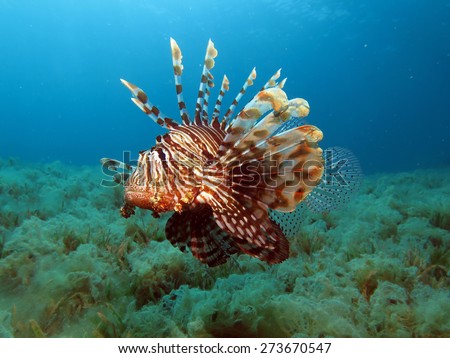 Venomous predator portrait: the common lionfish