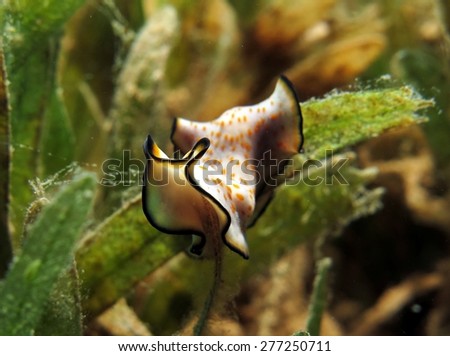 Orange-dotted flatworm (Pseudoceros sp.) in seagrass