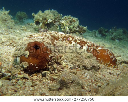 Sea cucumber sifting through sand on the seafloor