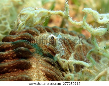 Tiny white highfin fangblenny over the elongated body of a worm sea cucumber
