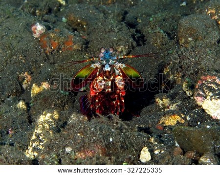 Peacock mantis shrimp (Odontodactylus scyllarus) defending its burrow