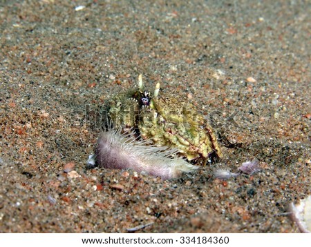 A common box crab feeding on a sand dollar (sea urchin)