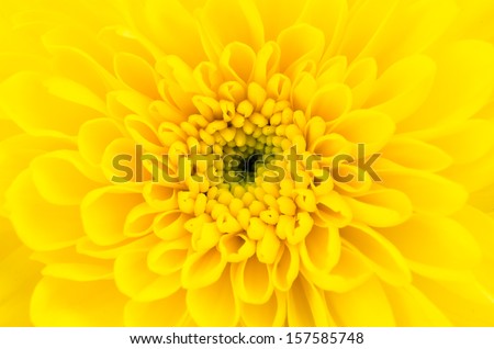 Close-up Yellow flower