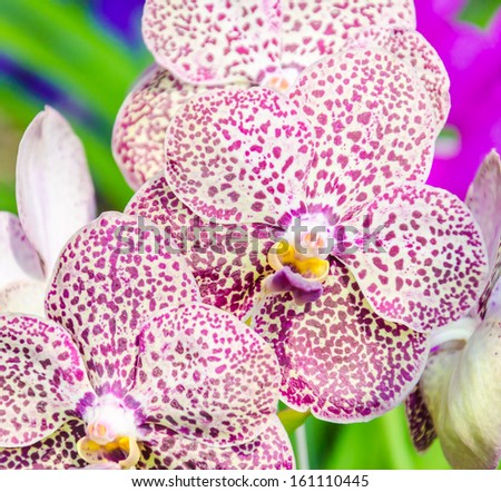 Beautiful orchid flowers in the flowers shop