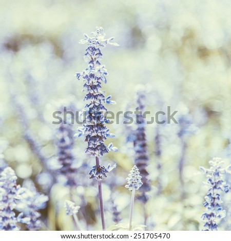 Soft focus on purple flower - vintage effect style pictures