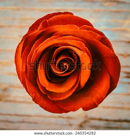 red rose flower - vintage effect style pictures