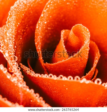 Close up rose flower background - Vintage effect style pictures