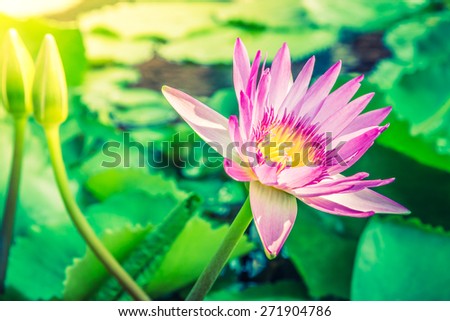 Lotus flower - vintage filter and sun flare effect