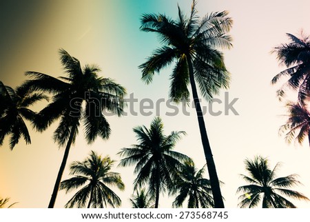 Silhouette palm tree - vintage filter and light leak effect