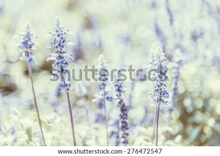 Soft focus on purple flower - vintage effect style pictures