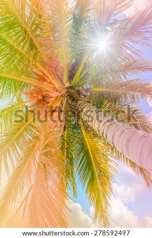 Coconut palm tree with blue sky - vintage filter and light leak effect