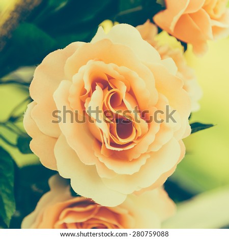 Rose flower - vintage effect style pictures