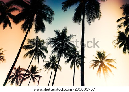 Silhouette palm tree - vintage filter and light leak effect