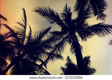 Silhouette palm tree - Vintage filter effect and light leak filter processing style pictures