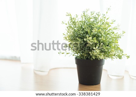 Vase plant decoration in home at window side