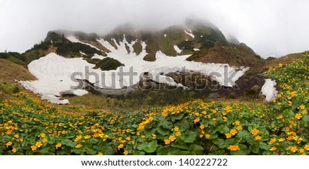 In the spring the snow melts in the Carpathians flowers bloom luxuriantly