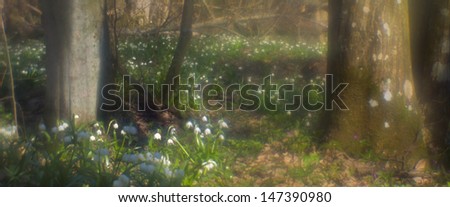 In early March, the wet valley streams in the forest covered with thick carpet of beautiful flowers.