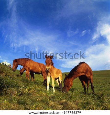 Summer in the mountains you can find free-ranging horses that all three summer months spend on these high mountain pastures
