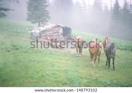 About poor old hut lonely shepherd grazing horses, the rain, the fog is thick. Beautiful romantic atmosphere will long remember the traveler ...