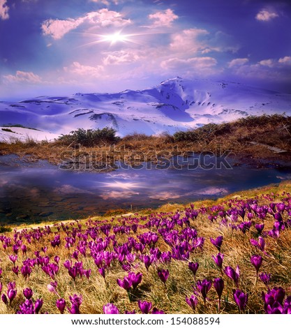 Spring snow melt and in the Carpathian valleys grow beautiful alpine flowers, crocus, crocuses, they are also Geyfelya, they also primroses