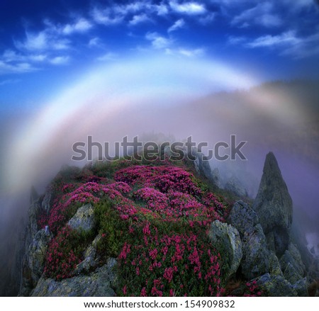 White Rainbow (halo) - rare Rhododendrons, some of  most beautiful alpine flowers bloom in late spring and are particularly impressive in  early morning when the fog sun colors in incredible colors.