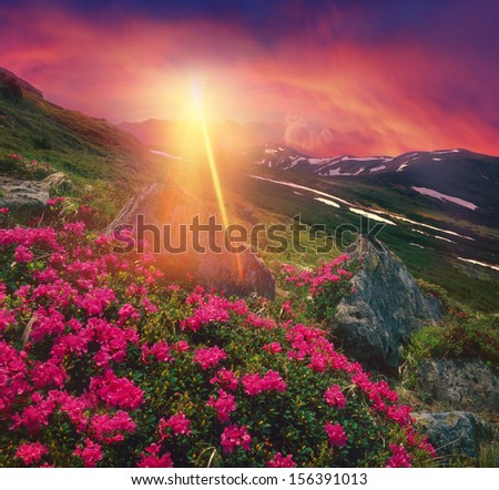 The largest mountain range in height with top Ukrainian Black Mountain, View of the beauty of the mountains with snow on the entire background decorated with beautiful pink flowers of rhododendrons