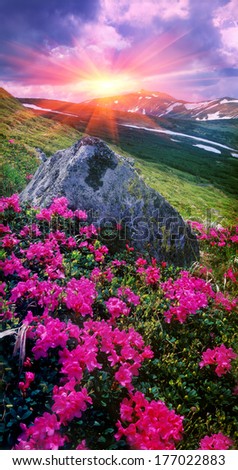 On the tops of the Carpathians in the late spring, early summer bloom beautiful alpine flowers, rhododendrons. This time, summer vacation, a favorite for alpine trips in the Carpathians, Ukraine.