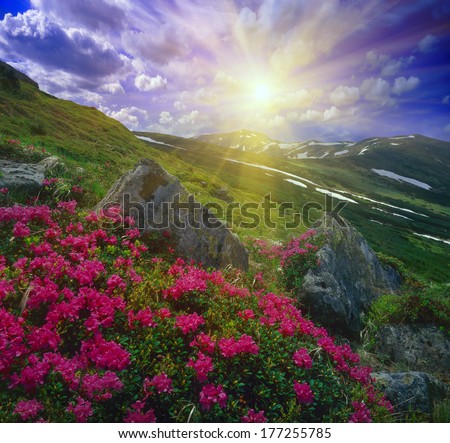 range in height with top Ukrainian Black Mountain which is an ancient building of the Polish Astronomical Observatory on the entire background decorated with beautiful pink flowers of rhododendrons