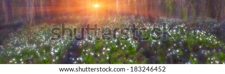 In early March, the wet valley streams in the forest covered with thick carpet of beautiful flowers. Picture taken a soft-focus lens with a beautiful, glowing colors.
