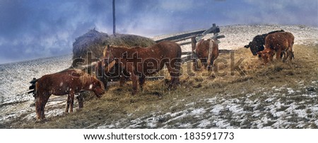 In March-April after a winter in the mountains of unstable weather, and replaced by the warmth the sun can come quickly alpine cold, strong wind and sleet and then freezing horses and cows on pasture