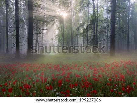 Early morning sun rays illuminate the dawn beautiful Carpathian landscape in the mist on the background of ancient trees are blooming field of summer flowers and poppies are red fire
